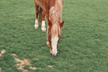 At çiftliğine bakıyor ve yeşil çimen fotokopi alanı yiyor. Yüksek kalite fotoğraf