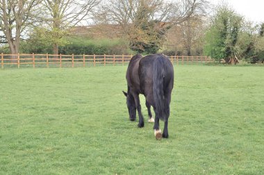 At çiftliğine bakıyor ve yeşil çimen fotokopi alanı yiyor. Yüksek kalite fotoğraf