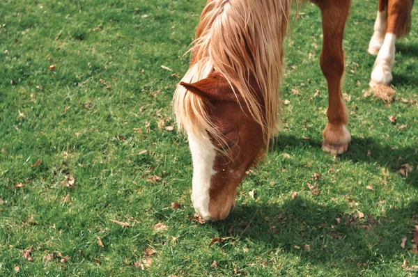 Paard Staren Boerderij Eet Groen Gras Kopiëren Ruimte Hoge Kwaliteit — Stockfoto