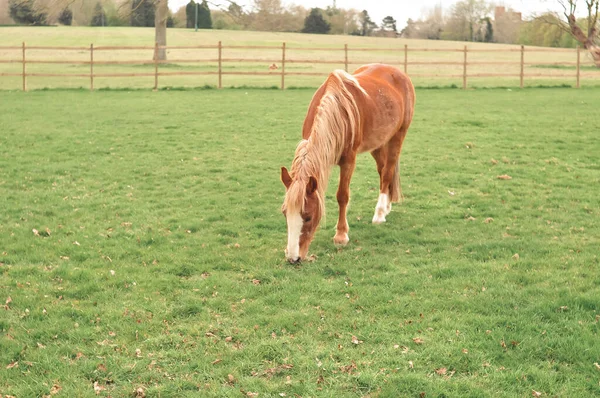 Koń Wpatrujący Się Gospodarstwo Jedzący Zieloną Trawę Kopiuje Przestrzeń Wysokiej — Zdjęcie stockowe