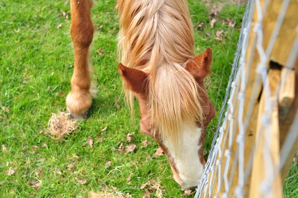 Koně Pasoucí Farmě Žvýkající Zelenou Trávu Kopírují Prostor Kvalitní Fotografie — Stock fotografie