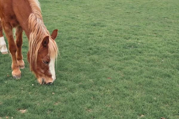 Koně Pasoucí Farmě Žvýkající Zelenou Trávu Kopírují Prostor Kvalitní Fotografie — Stock fotografie