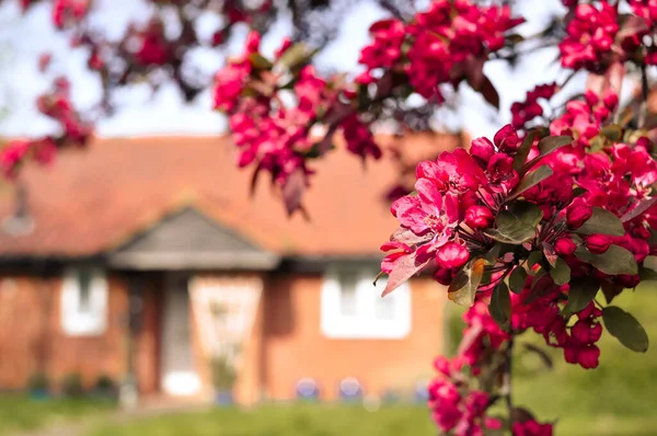 Floração Flores Cor Rosa Árvore Casa Inglesa Fundo Foto Alta — Fotografia de Stock