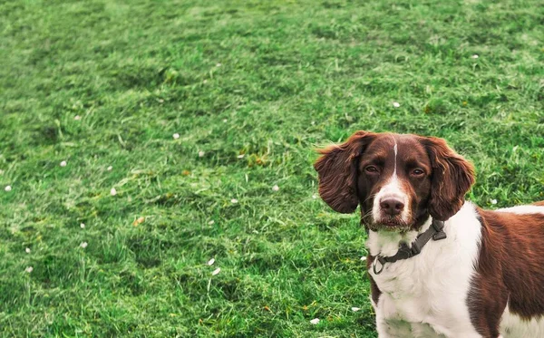 Портрет Імбирного Собаки Стоїть Дивиться Прямо Камеру Фоні Зеленої Трави — стокове фото