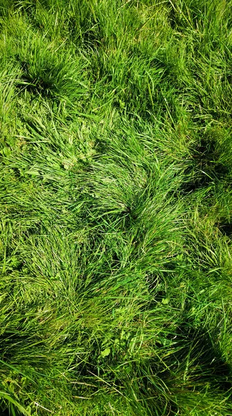 Verse Groene Gras Achtergrond Textuur Kopiëren Ruimte Hoge Kwaliteit Foto — Stockfoto