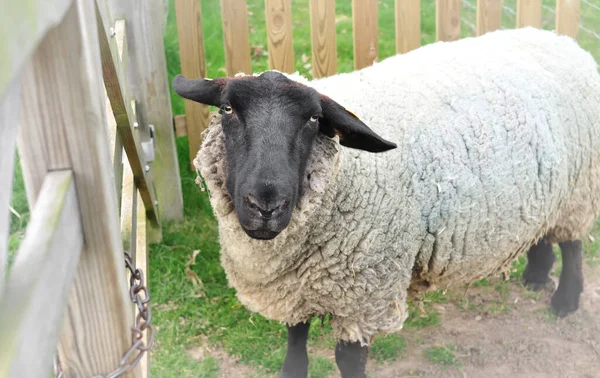 Portrait Moutons Blancs Noirs Regardant Caméra Sur Pâturage Photo Haute — Photo