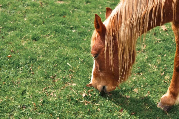 Caballo Mirando Granja Come Espacio Verde Copia Hierba Foto Alta —  Fotos de Stock