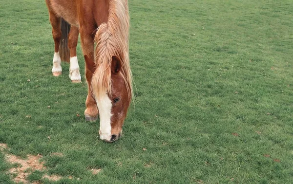 Paard Grazen Boerderij Kauwen Groen Gras Kopiëren Ruimte Hoge Kwaliteit — Stockfoto