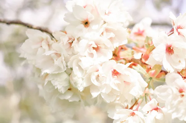 Blühender Zweig Eines Aprikosenbaumes Mit Weißen Blüten Hochwertiges Foto — Stockfoto