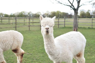 Beyaz kıvırcık lama baharda çiftlikte otluyor. Yüksek kalite fotoğraf