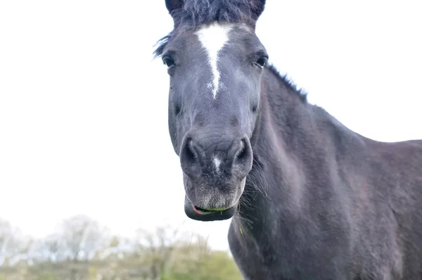 Paard Grazen Boerderij Kauwen Groen Gras Kopiëren Ruimte Hoge Kwaliteit — Stockfoto