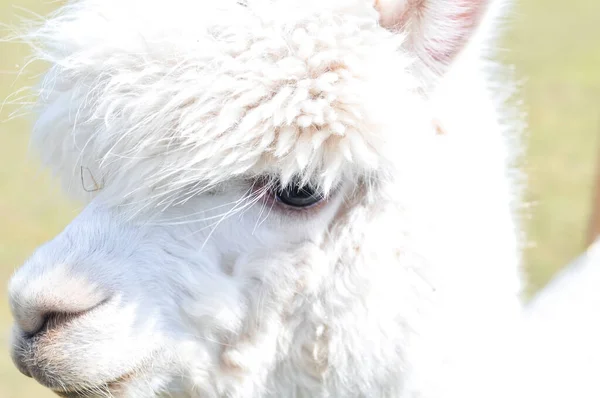 Beyaz Kıvırcık Lama Çiftlikte Yürüyor Yüksek Kalite Fotoğraf — Stok fotoğraf