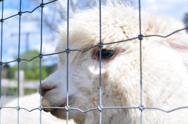 Beyaz kıvırcık lama çiftlikte yürüyor. Yüksek kalite fotoğraf