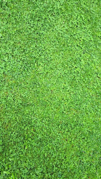 Groen Vers Gras Achtergrond Zomer Wallpaper Kopieerruimte Hoge Kwaliteit Foto — Stockfoto