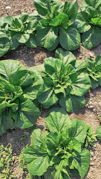 Green fresh cabbages in the garden,food for vegan vegetarian. High quality photo