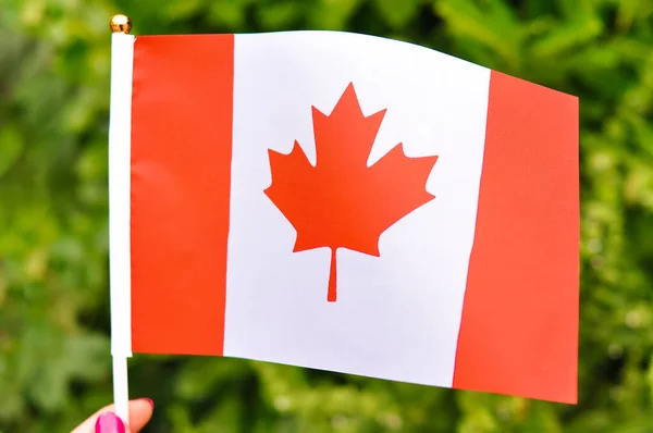 National flag of Canada white and red colors with marple leave.