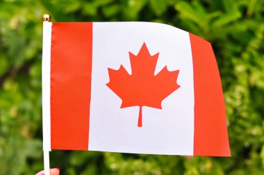 Kanada 'nın ulusal bayrağı Marple izinli beyaz ve kırmızı renkler.