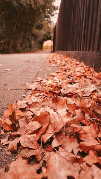 Lots Dry Orange Red Autumn Leaveson Ground Park High Quality — Fotografia de Stock