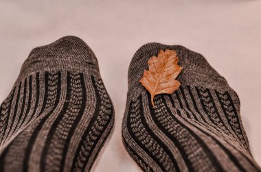 Close up of brown cotton socks autumn cozy clothing.
