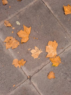 Golden and orange autumn leaves close up natural background . High quality photo