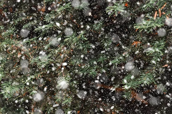 Verschneiter Winterhintergrund Und Immergrüner Tannenbaum Hochwertiges Foto — Stockfoto