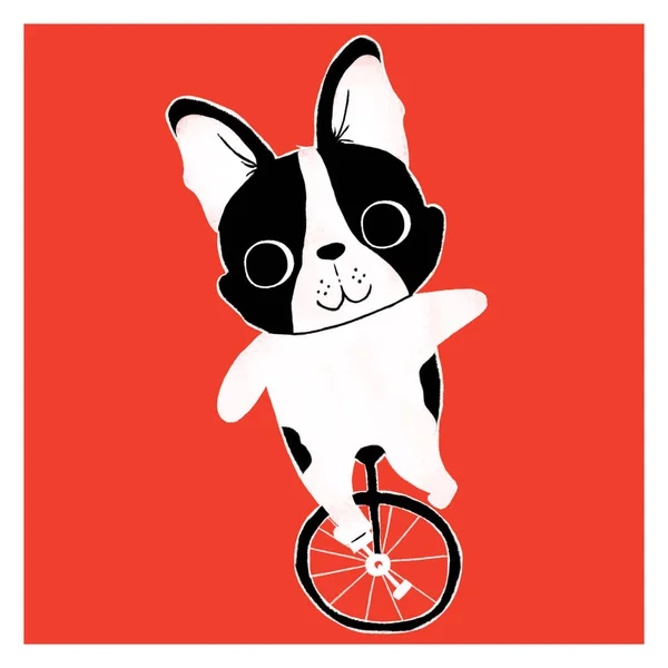 Cute Boston Terrier Illustration Perfect People Who Loves Dog Adorable — 图库照片