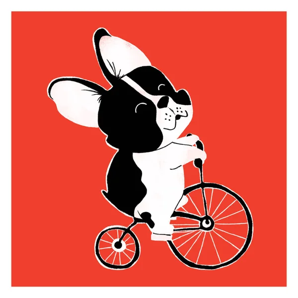 Cute Boston Terrier Illustration Perfect People Who Loves Dog Adorable — Zdjęcie stockowe