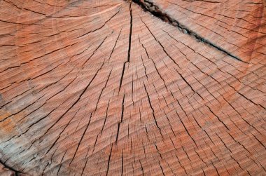 eski ahşap doku Kuru