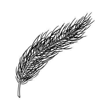 Çam ağacı dalları çizilmiş. Noel kış vektörü karalanıyor