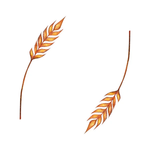 Watercolor ears of wheat frame border illustration isolated on white background. Template for decorating illustrations. — Stock Photo, Image