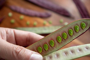Meksika, Oaxaca 'da Guaje tohumu kabuğu açık duruyor.