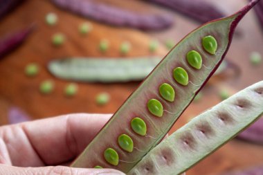 Meksika, Oaxaca 'da Guaje tohumu kabuğu açık duruyor.