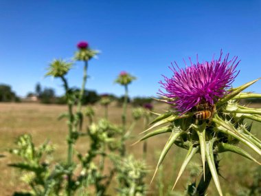 Kaliforniya 'nın kırsalında açan Mor Diken Çiçeğini Tozlaştıran Bal Arısı
