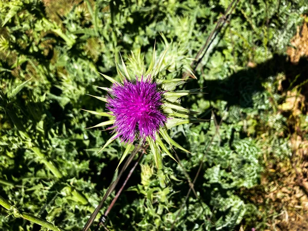 Fiore Cardo Viola Fiore Nella Campagna Della California — Foto Stock