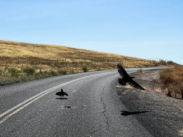 秃鹫一种秃鹫 在美国加利福尼亚州的公路上飞行和觅食 — 图库照片