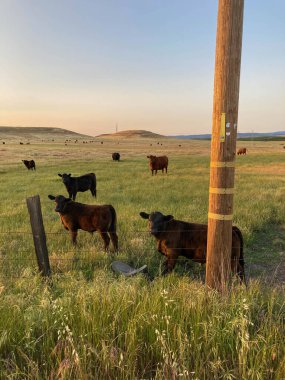 A herd of cattle (cows) in a country field on a ranch in Oakdale, California
