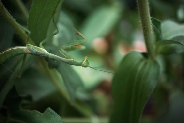 Preying Mantis hiding in the green leaves of a plant
