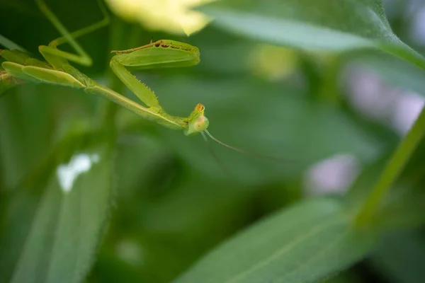 Preying Mantis Hiding Green Leaves Plant — 스톡 사진