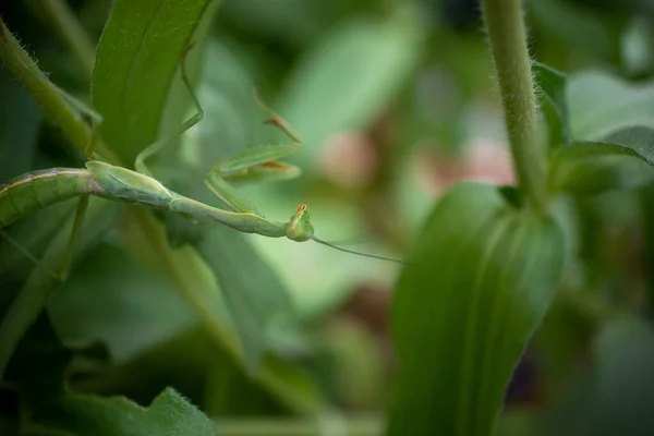 Preying Mantis Hiding Green Leaves Plant — Fotografia de Stock