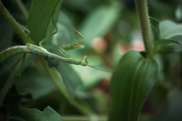 Preying Mantis Hiding Green Leaves Plant — 스톡 사진