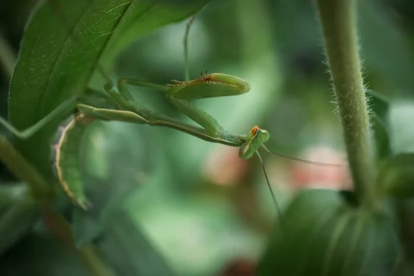 Preying Mantis Hiding Green Leaves Plant — Fotografia de Stock