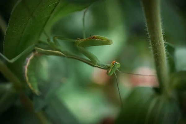Preying Mantis Hiding Green Leaves Plant — Stockfoto