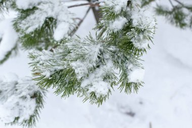 Ormanda gün batımında karla kaplı bir ağaç dalı. Karda kış doğası