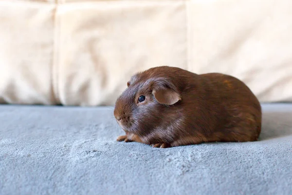 Meerschweinchen Plüsch Schokolade Schatten Haustier Nagetier — Stockfoto