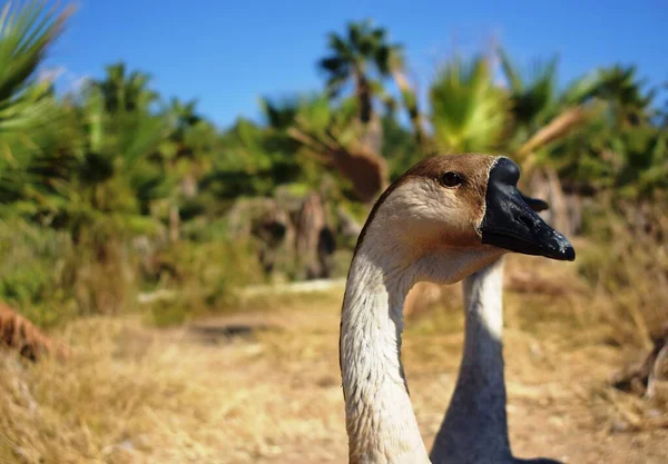 Gansos Sobre Fondo Palmeras — Foto de Stock