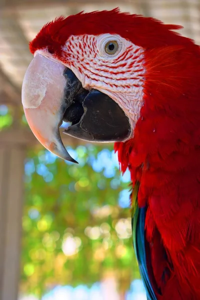 Guacamayo Rojo Verde Ara Chloropterus También Conocido Como Guacamayo Alas —  Fotos de Stock