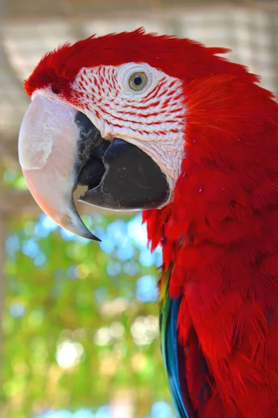 Arara Vermelha Verde Ara Chloropterus Também Conhecida Como Arara Asa — Fotografia de Stock