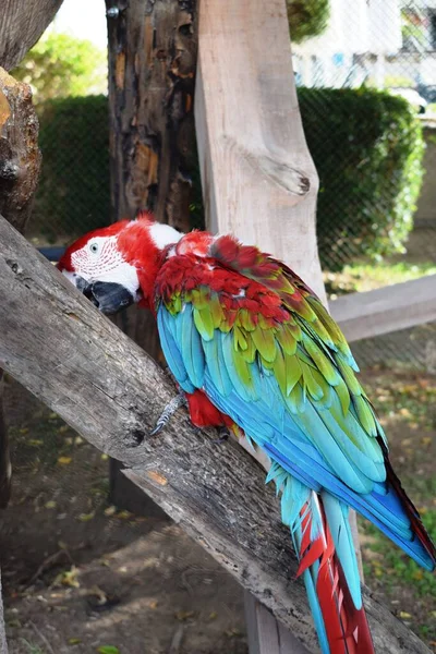 Kırmızı ve yeşil papağan (Ara chloropterus), Ara cinsinin büyük, çoğunlukla kırmızı papağangiller familyasından bir papağan türüdür..