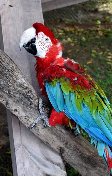 Guacamayo Rojo Verde Ara Chloropterus También Conocido Como Guacamayo Alas —  Fotos de Stock