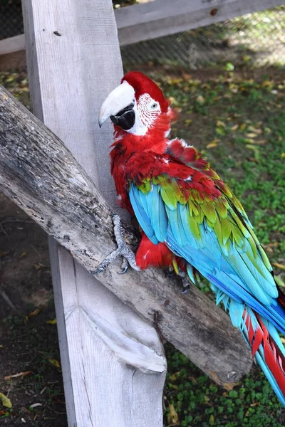 Arara Vermelha Verde Ara Chloropterus Também Conhecida Como Arara Asa — Fotografia de Stock